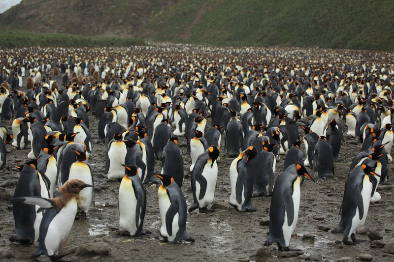 Thousands of king penguins covering the beach at Salisbury Plain, South Georgia