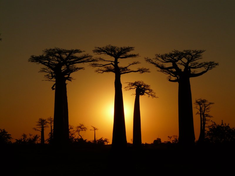 Avenue of the Baobabs in Madagascar at sunset, giant trees lining a dirt road