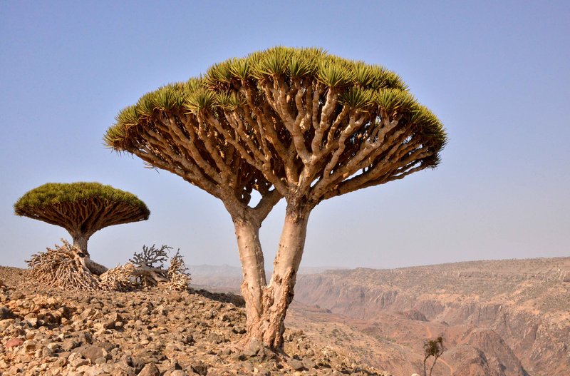Dragon Blood Trees with their distinctive umbrella-shaped canopies on Socotra Island
