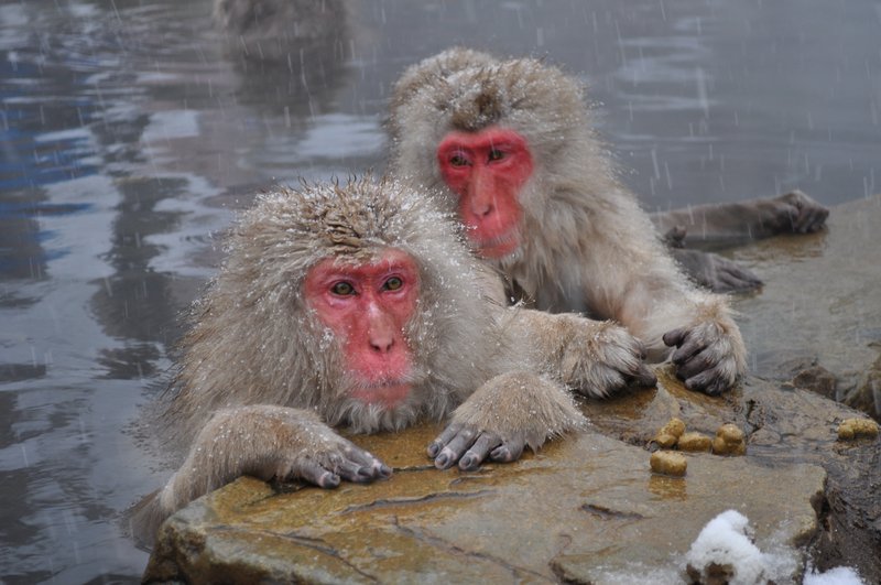 Japanese macaques bathing in the snow monkey hot spring pool