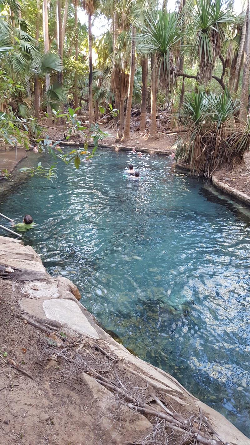 Swimmers in the clear, palm-fringed Mataranka Thermal Pool