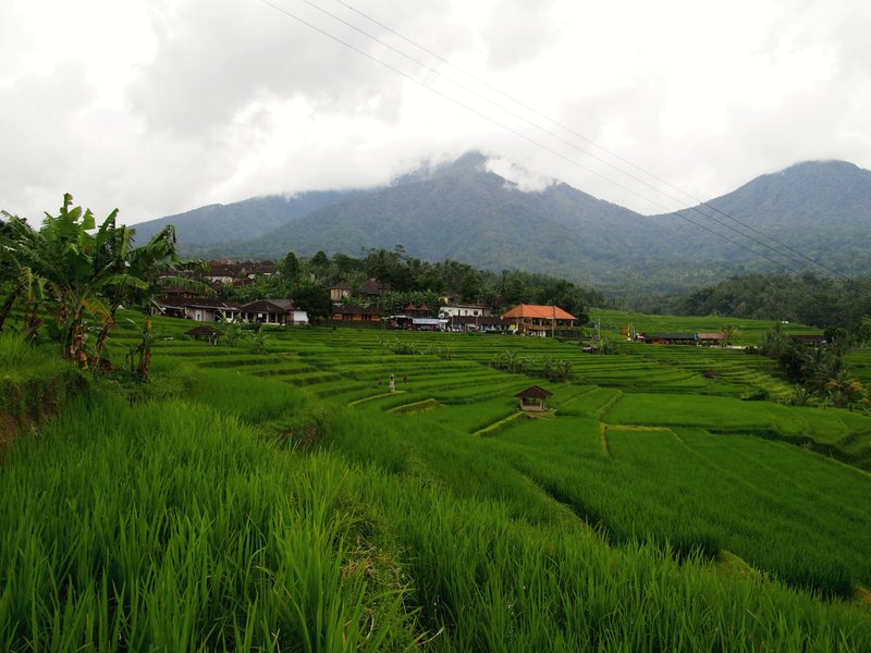 Green terraced rice fields in Jatiluwih with volcanic peaks rising behind, Bali