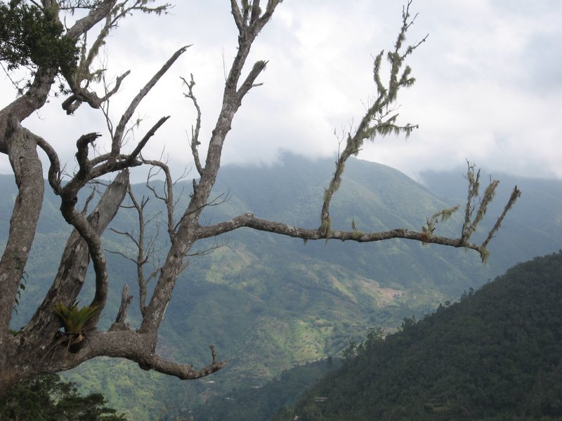 The Blue Mountains rising over the Jamaican interior