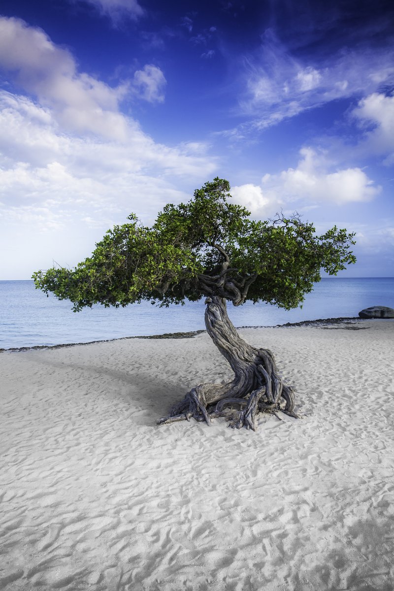 Wind-shaped fofoti (divi-divi) tree on Eagle Beach, Aruba