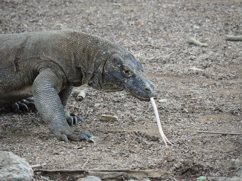 A Komodo dragon on the dry ground of Komodo National Park