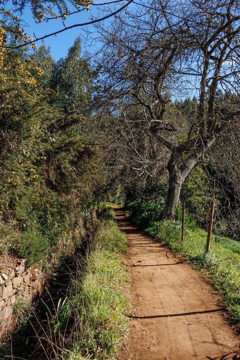 Levada walking trail through forest in Madeira