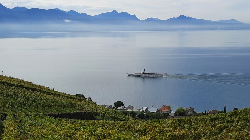 Lake Geneva viewed from the Lavaux vineyard terraces, Switzerland