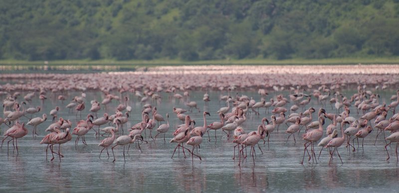 Flamingos on Lake Nakuru, Kenya