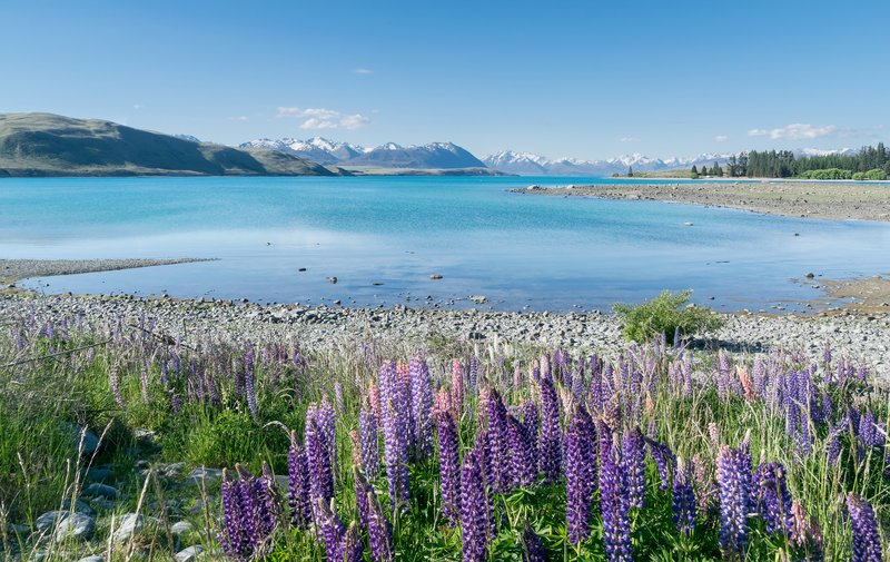 Turquoise waters of Lake Tekapo with the Church of the Good Shepherd on the shore, New Zealand