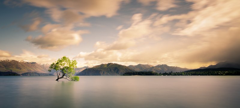 The lone willow known as 