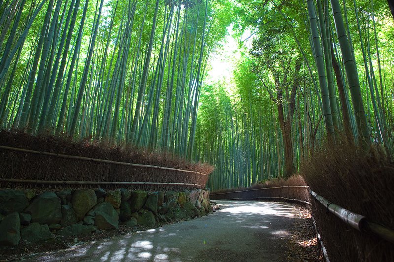 The Sagano Bamboo Grove of Arashiyama, Kyoto, Japan