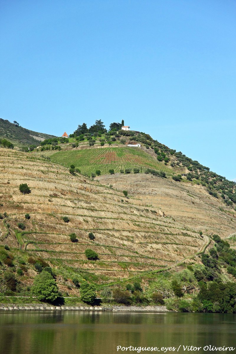 Terraced vineyards of the Douro Valley wine region, northern Portugal