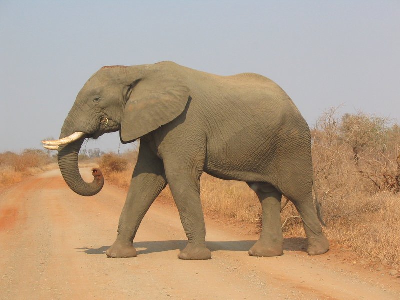 African elephant in Kruger National Park, South Africa