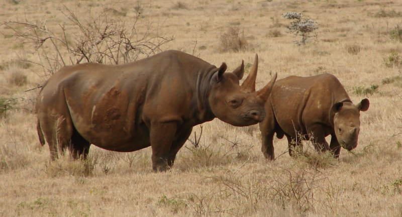 Black rhinoceros on the Laikipia Plateau, Kenya