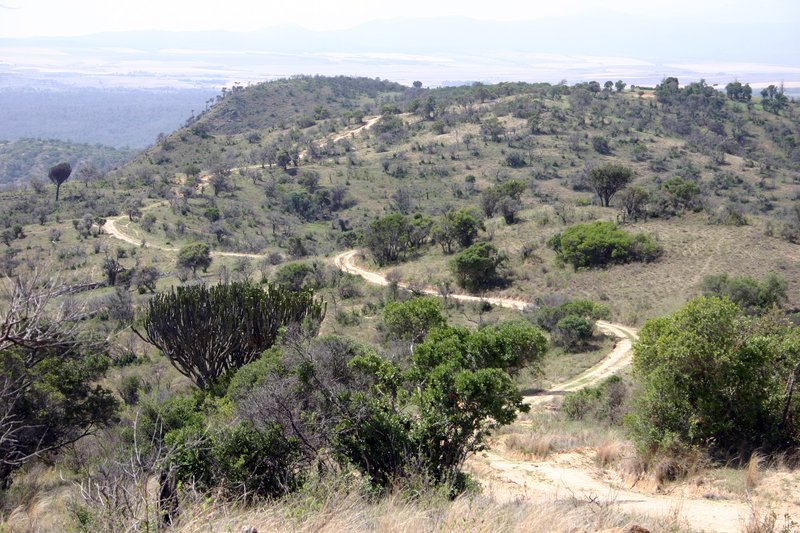 Acacia trees and euphorbia along the road to Lewa Wildlife Conservancy, Laikipia Plateau, Kenya