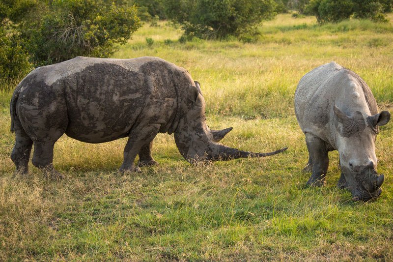 Southern white rhinos on the open savanna plains of the Laikipia Plateau, Kenya