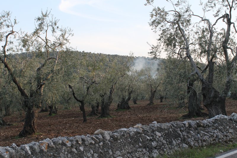 Ancient olive groves stretching across the flat Apulian landscape near Fasano, Puglia, Italy