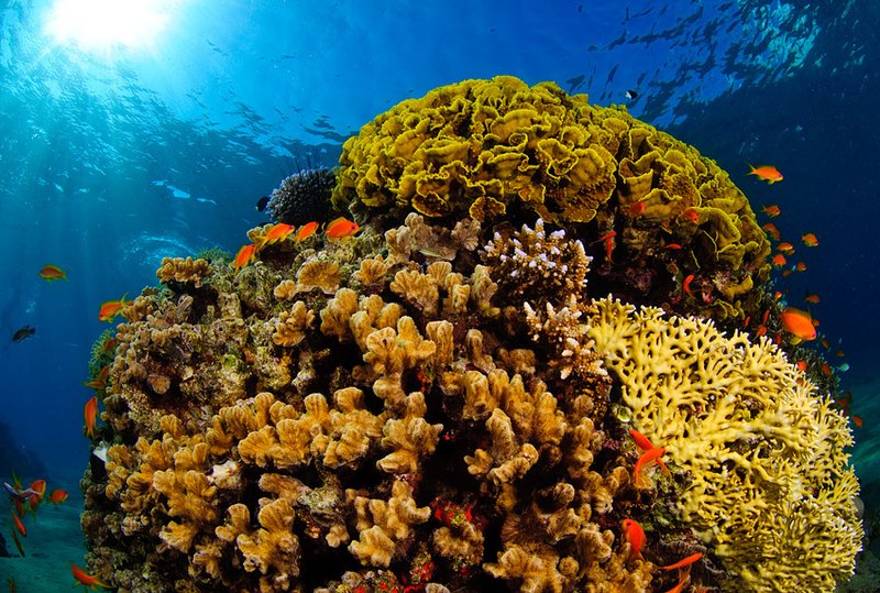 Coral reef beneath the surface of the Red Sea