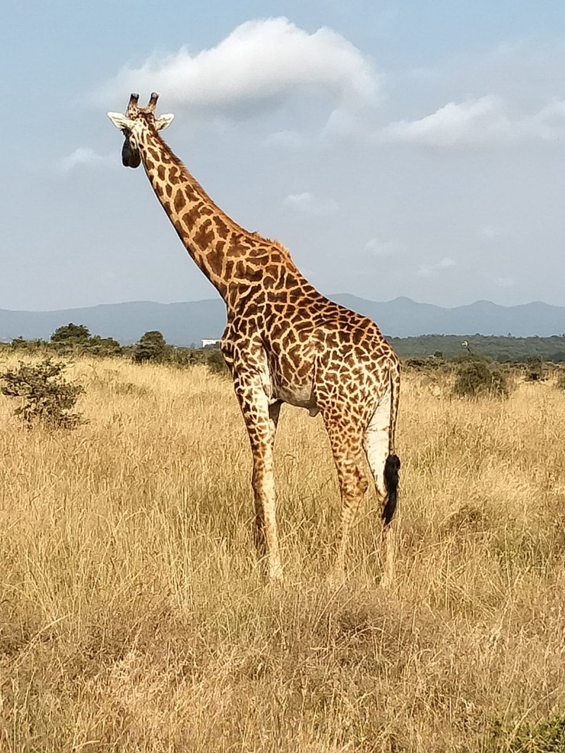 Rothschild's giraffe, the endangered species resident at Giraffe Manor, Nairobi