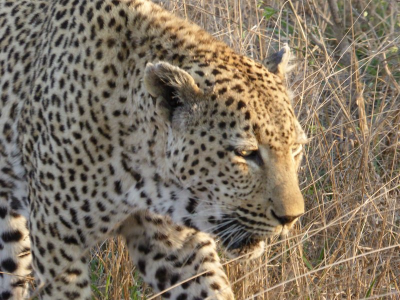 Leopard in the Sabi Sand Game Reserve, South Africa