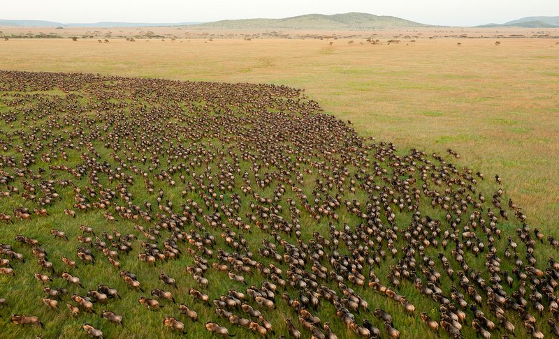 Wildebeest migration crossing the Grumeti River during the Great Migration, western Serengeti, Tanzania