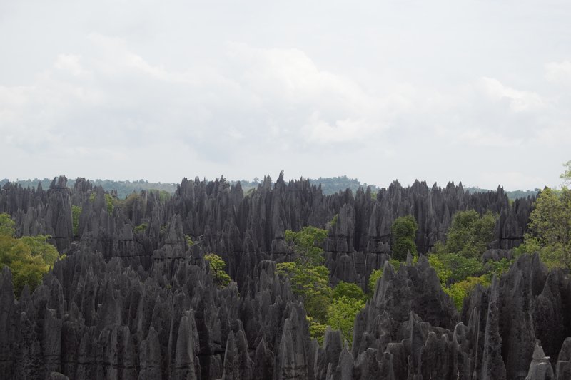 Dense forest of razor-sharp limestone karst needles at Tsingy de Bemaraha