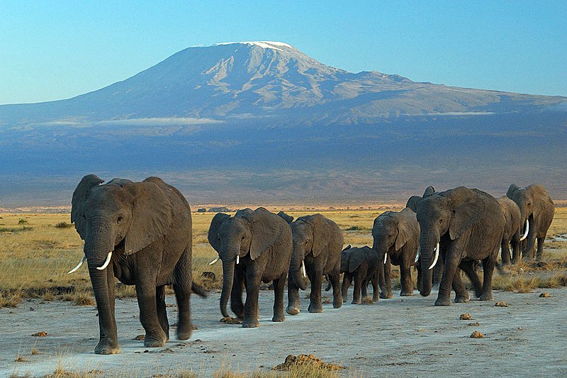 Elephants at Amboseli National Park with Mount Kilimanjaro behind