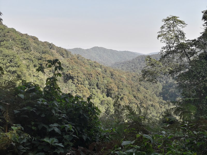 Mist over the dense highland forest of Bwindi Impenetrable National Park, Uganda