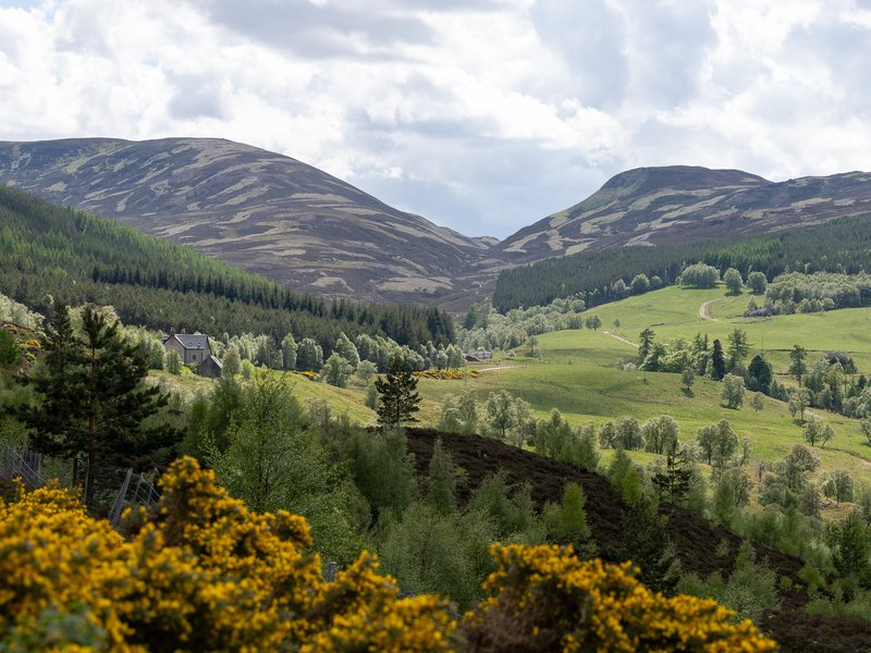 Ancient Caledonian pine forest and moorland in the Cairngorms