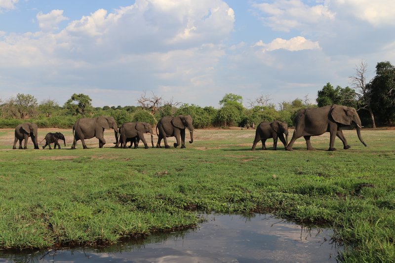 Elephants gathered on the Chobe River