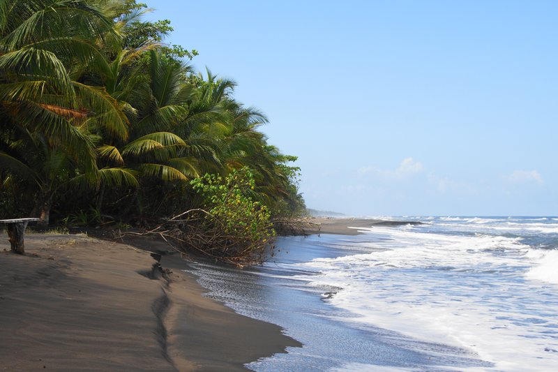 Palm-lined rainforest meeting the Pacific coast, Corcovado National Park