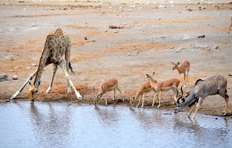 Wildlife gathered at a waterhole in Etosha National Park