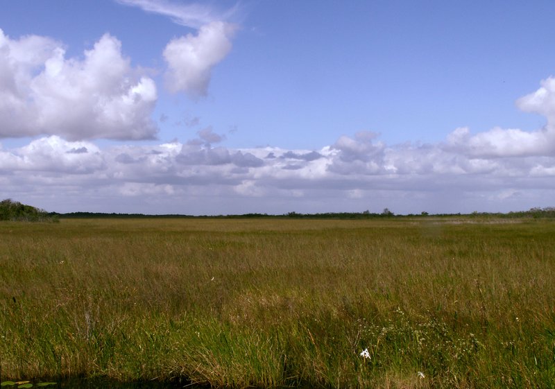 Sawgrass marsh and wetlands of Everglades National Park