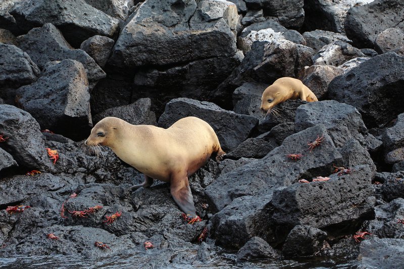 Galápagos sea lions resting on volcanic rock, Santa Fe Island