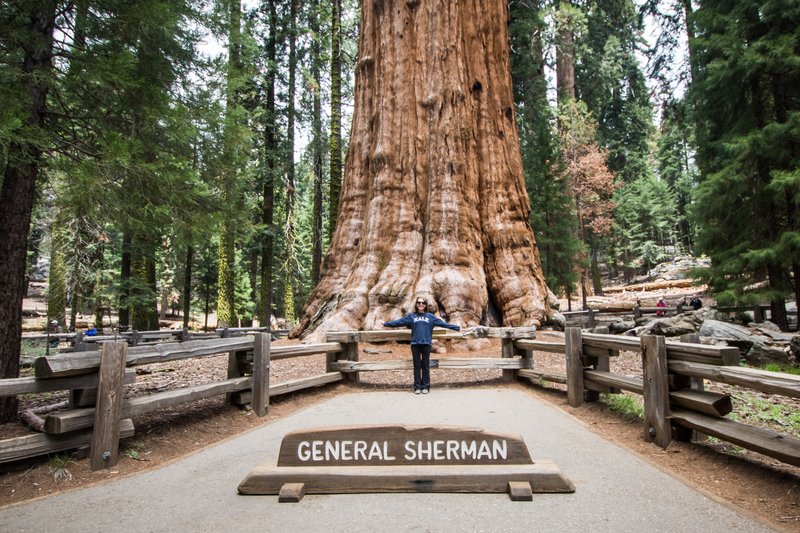 General Sherman Tree, the world's largest tree by volume, in Sequoia National Park