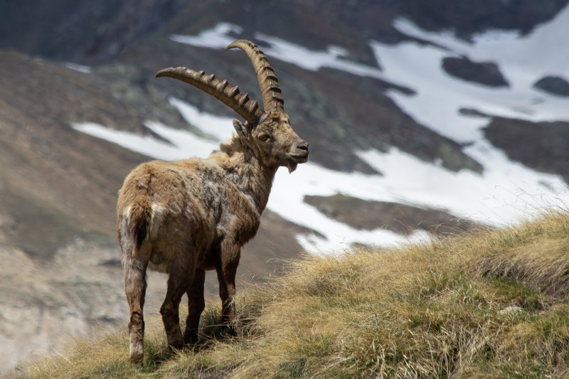 Alpine ibex on a grassy slope with snow-capped peaks behind