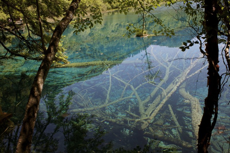 Multicoloured mineral lake with submerged trees, Jiuzhaigou Valley