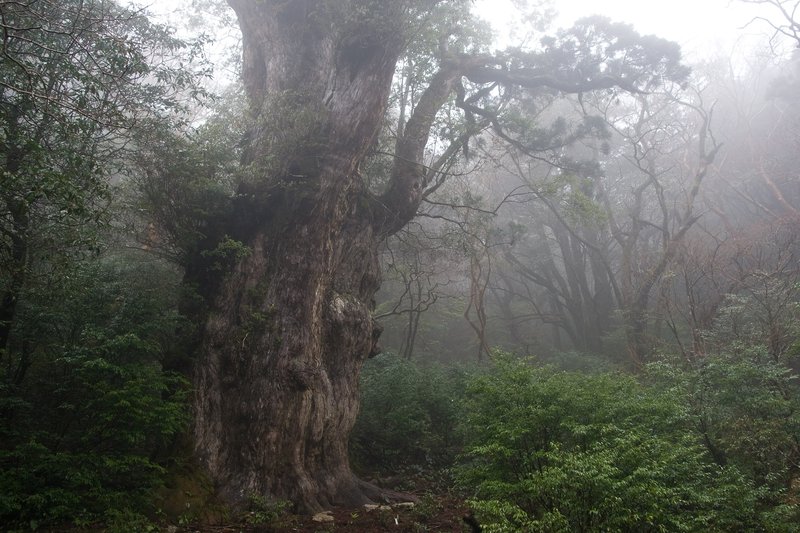 Jomon Sugi, the ancient yakusugi cedar tree