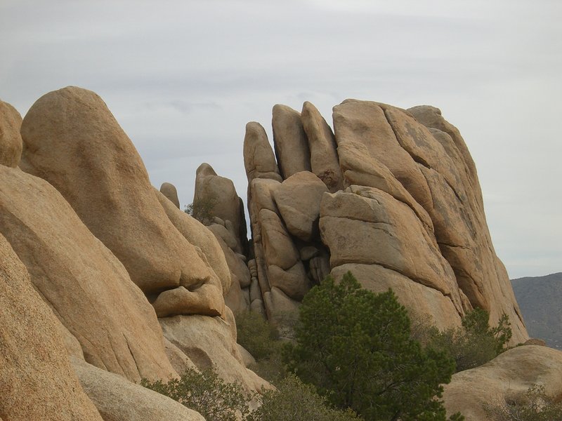 Joshua trees and granite boulders in Joshua Tree National Park