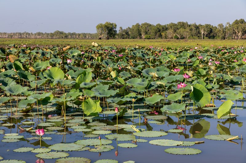 Yellow Water wetlands, Kakadu National Park