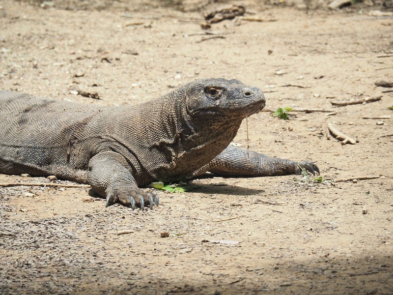 Komodo dragon resting on the ground