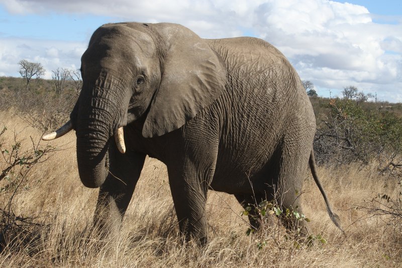 African elephant in the bushveld of Kruger National Park