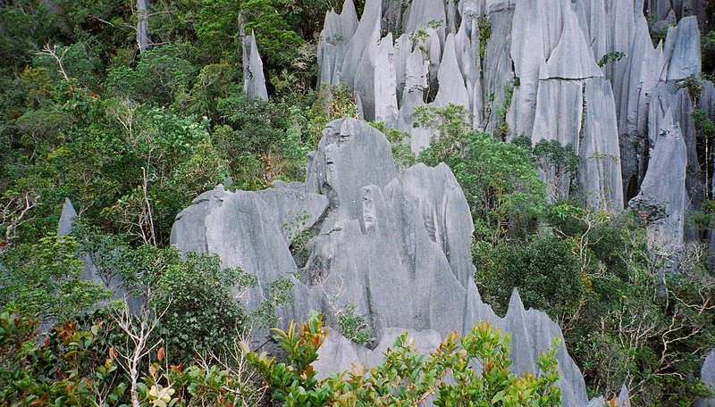 The Pinnacles limestone karst spires of Gunung Mulu