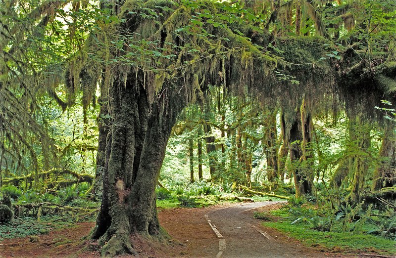 Moss-draped old-growth trees in the Hoh Rain Forest