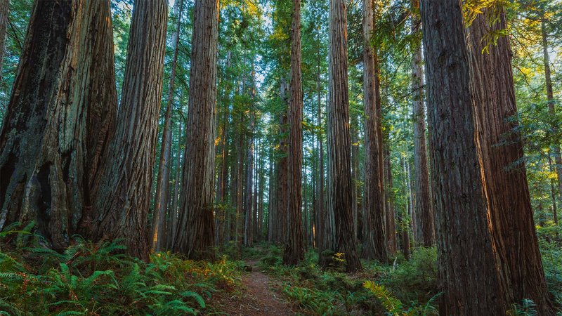 Old-growth coast redwood forest in Prairie Creek Redwoods State Park