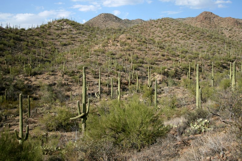 Saguaro cactus forest in the Sonoran Desert