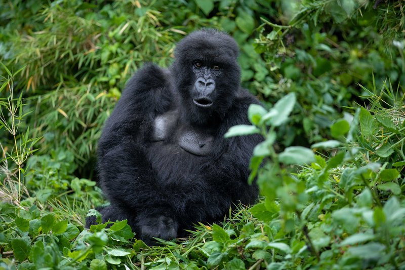 Mountain gorilla in the bamboo forest of Volcanoes National Park