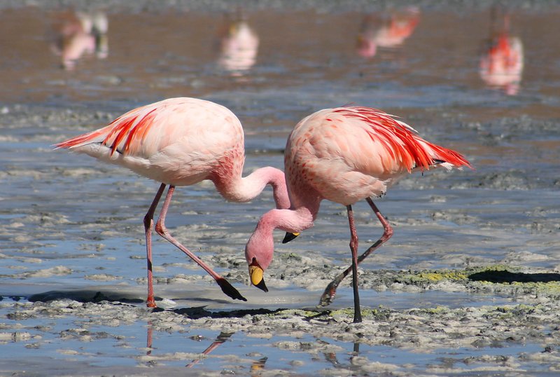 James's flamingos feeding in the red-tinted waters of Laguna Colorada