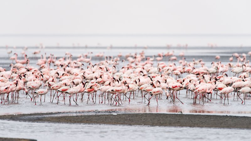 Lesser flamingos on the red-tinted waters of Lake Natron