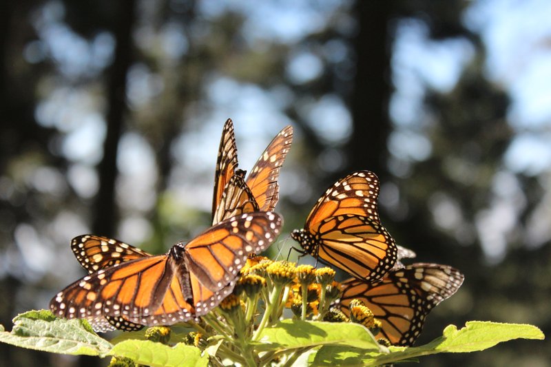 Monarch butterflies clustered on flowers in a Michoacán oyamel forest